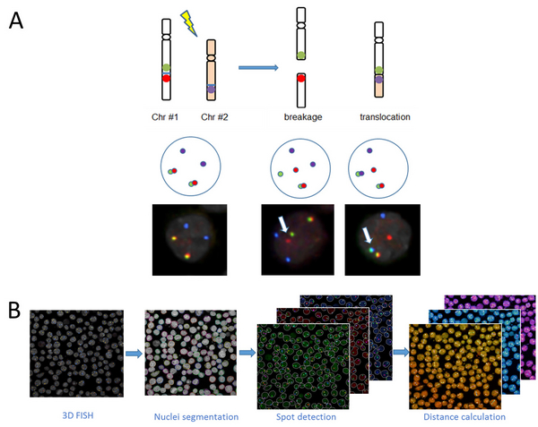 Figure showing Roukos group's method of visualising chromosome translocations