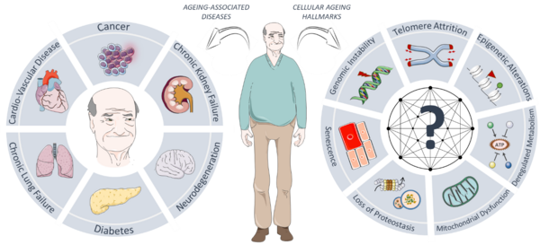 Biology Of Ageing And Ageing Related Diseases